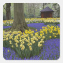 Search for daffodil stickers Colourful