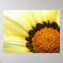 Search for yellow daisies posters Flora