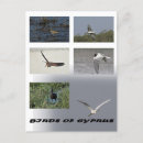 Search for ibis postcards Egret