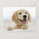 Search for golden retriever puppies postcards Dogs
