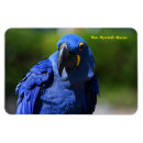 Search for macaws magnets Pet