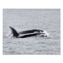 Search for orca killer whale art Pacific northwest