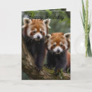 Search for red panda birthday cards Pandas