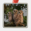 Search for barred owl christmas tree decorations Bird