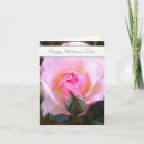 Search for aunt mothers day cards Pink rose