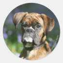 Search for brindle boxer stickers Headshot