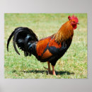 Search for colorful rooster art Chicken