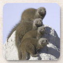 Search for dwarf coasters Togetherness