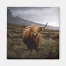 Search for cow magnets Scottish