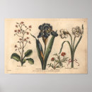 Search for for iris art Botanical