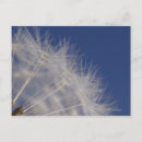 Search for dandelion plant postcards Outdoors