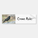 Search for crows bumper stickers Bird