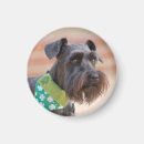 Search for mini schnauzer magnets Pet