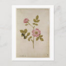 Search for rosas postcards Botanical
