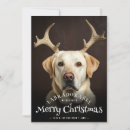 Search for labrador christmas cards Funny
