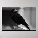 Search for quoth Birds