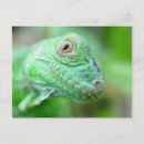 Search for green lizard postcards Iguana