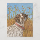 Search for german shorthaired postcards Pet