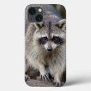 Search for procyon lotor electronics Pest