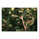 Search for spring photos art Plants