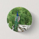 Search for peacock badges Photography