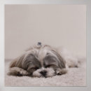 Search for sleeping dog posters Pet