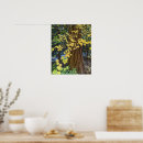 Search for conifer posters Botanical