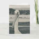 Search for seabird cards Pelican