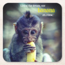 Search for monkeys coasters Wildlife