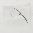 Search for albatross postcards Flying