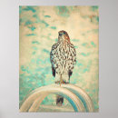 Search for red tail hawk art Nature