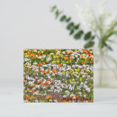 Search for daises Flowers