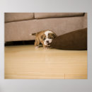 Search for bites posters Horizontal