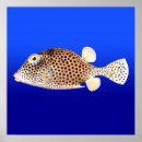 Search for saltwater fish posters Vintage
