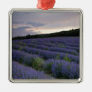 Search for agriculture christmas tree decorations Nobody