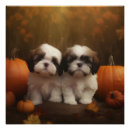 Search for shih tzu puppy posters Pet