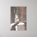 Search for female cardinal art Wildlife