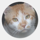 Search for cat whiskers stickers Pet lover
