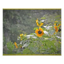 Search for rain drops posters Yellow