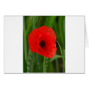 Search for mohn Rot