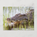 Search for crocodiles postcards Wildlife