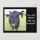 Search for cows horizontal postcards Humour