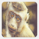 Search for smiling monkey stickers Happy