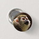Search for capuchin Primates