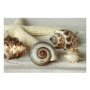 Search for pictures of seashells posters Tropical