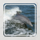 Search for dolphin invitations Aquarium