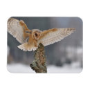 Search for owl feathers magnets Beautiful