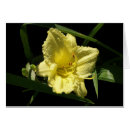 Search for hemerocallis cards Yellow