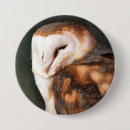 Search for barn owl badges Cute