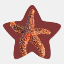 Search for starfish stickers Marine